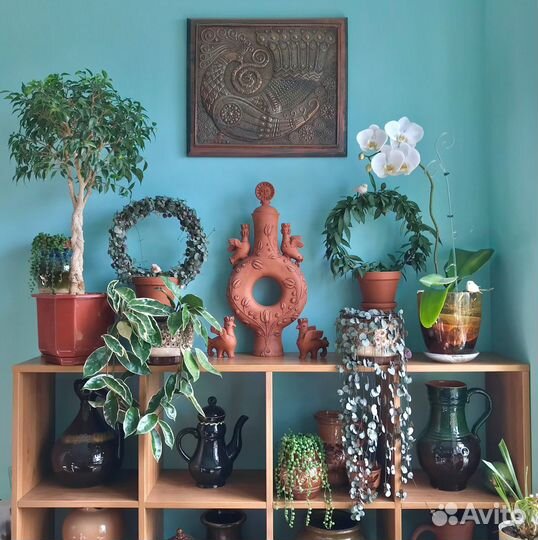 Церопегия Крестовник и другие суккуленты