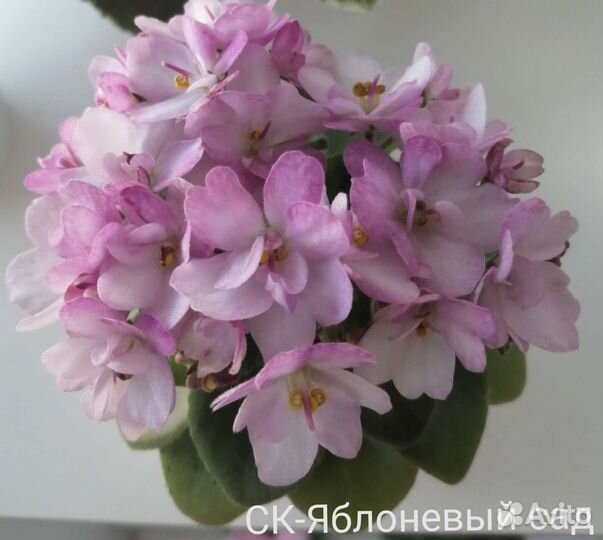 Сортовые фиалки мини