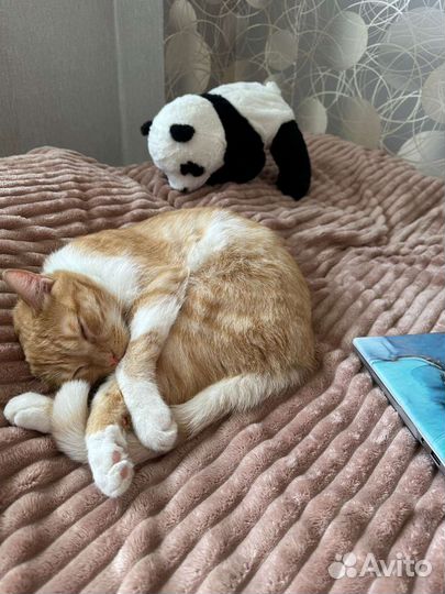 Отдам кота в добрые руки