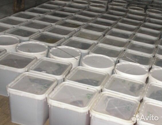 Мед боярышниковый оптом