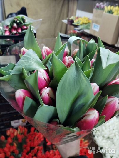 Продам цветы тюльпаны самые свежие прям с куста