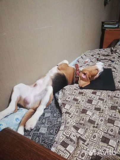 Собака бигль