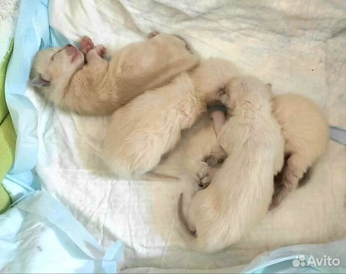 Очаровательный тайский кот Бози Жених Вязка Привит