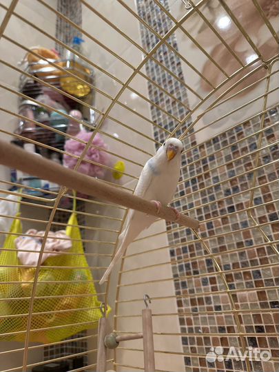 Волнистые попугаи