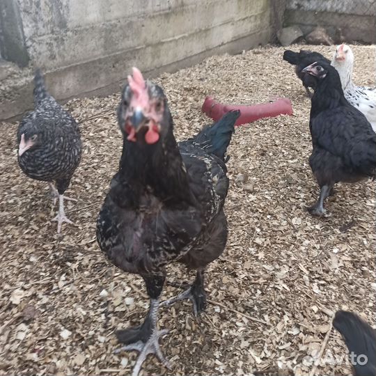 Петушки, возраст 3-3, 5 месяца