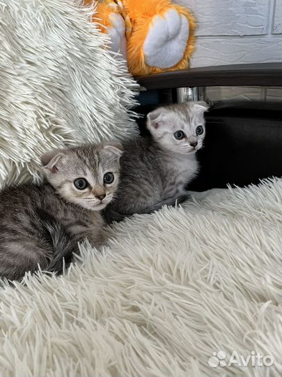 Котята в добрые руки бесплатно