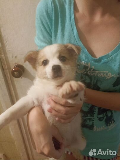 Щенок в добрые руки