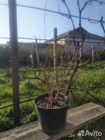 Саженцы граната