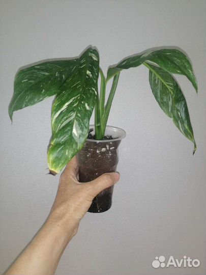 Спатифиллум New Albo, Даймонд вариагатный