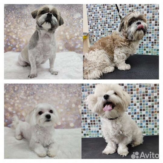 Стрижка собак/стрижка кошек/груминг