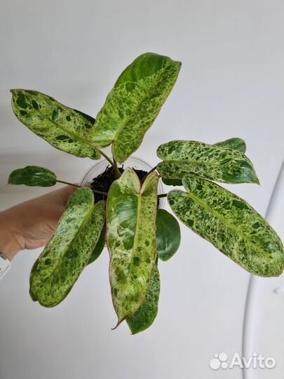 Филодендрон параисо верде