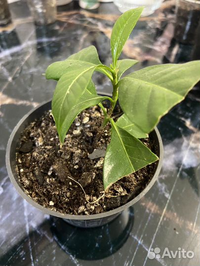 Гардения жасминовидная