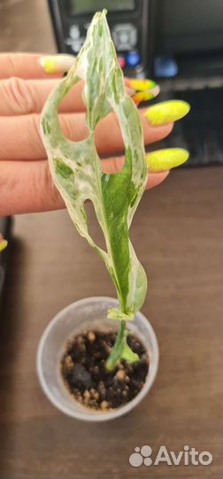 Монстера адансона индоминт