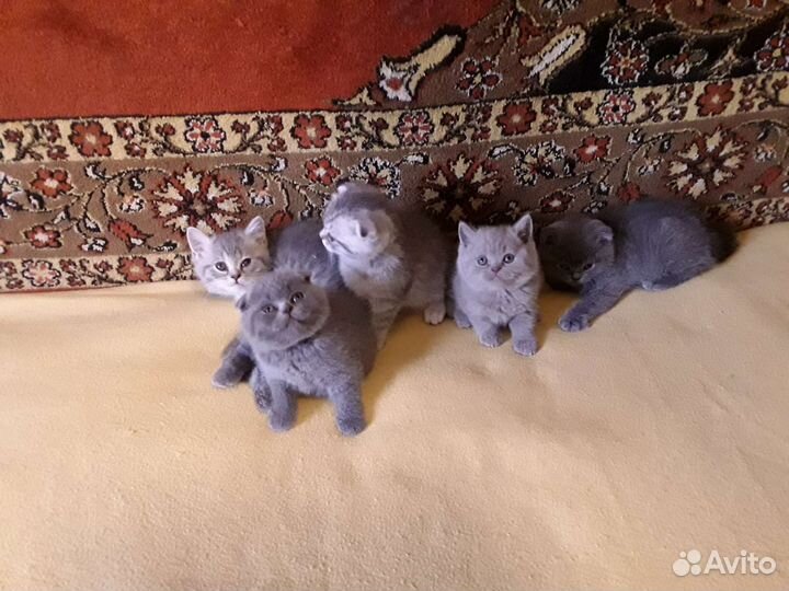 Котёнок