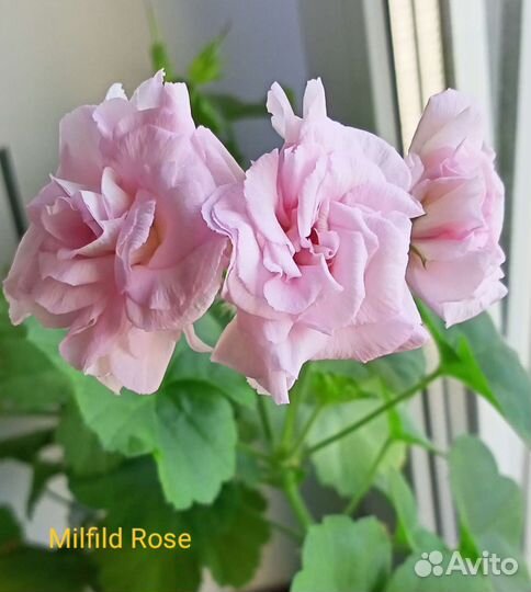 Пеларгония герань