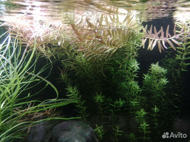 Аквариумные растения прополка