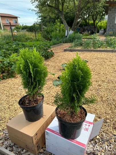 Туя Западная Ауреа Нана