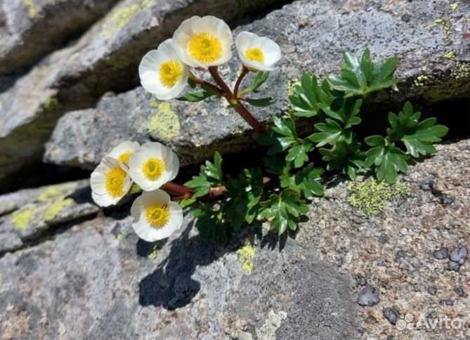 Редкие растения для альпинария