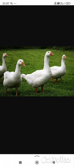 Продам гусей живьём или мясом