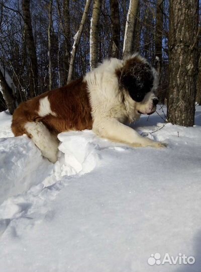 Сенбернар вязка