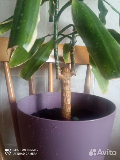 Пальма драцена