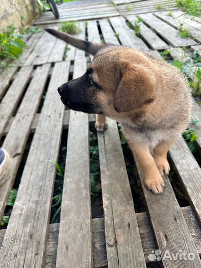 Щенок в добрые руки