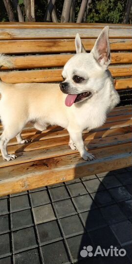 Вязка собак чихуахуа