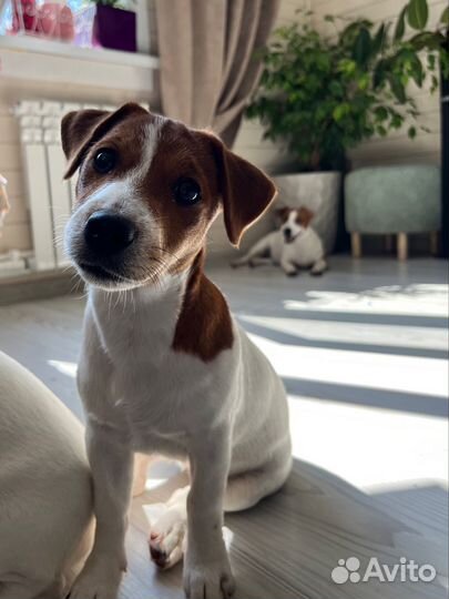 Щенки джек Рассел терьер