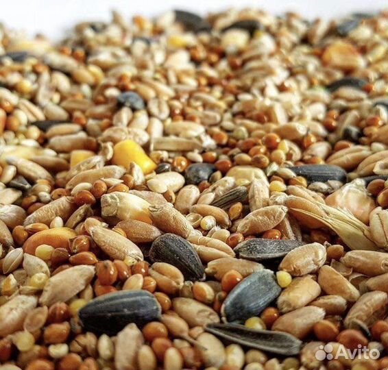 Комбикорм, корма, зерно