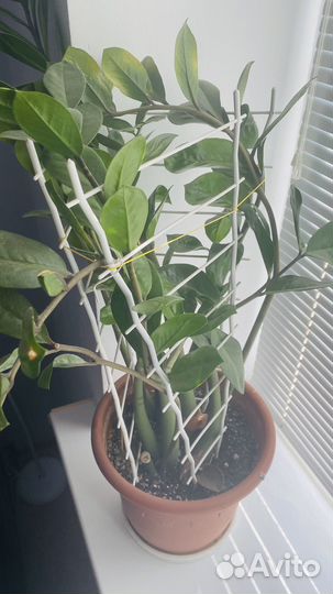 Замиокулькас