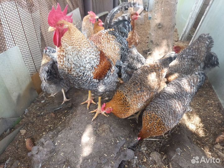 Инкубационное яйцо Билефельдер