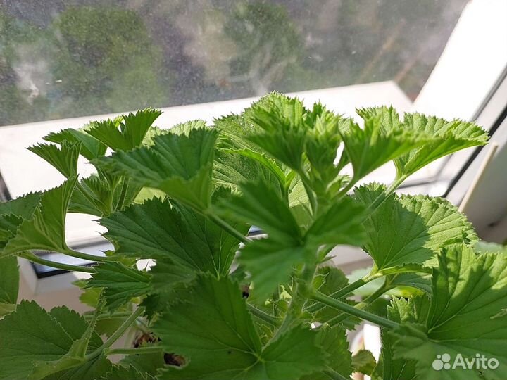 Герань пеларгония цветущее растение