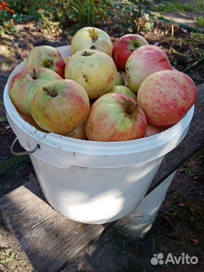 Яблоки домашние