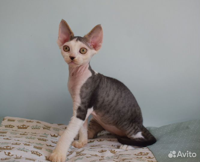 Котик девон рекс