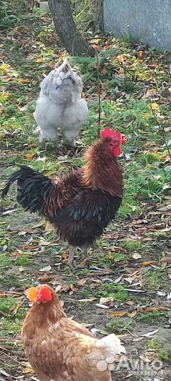 Петух кучеряввй