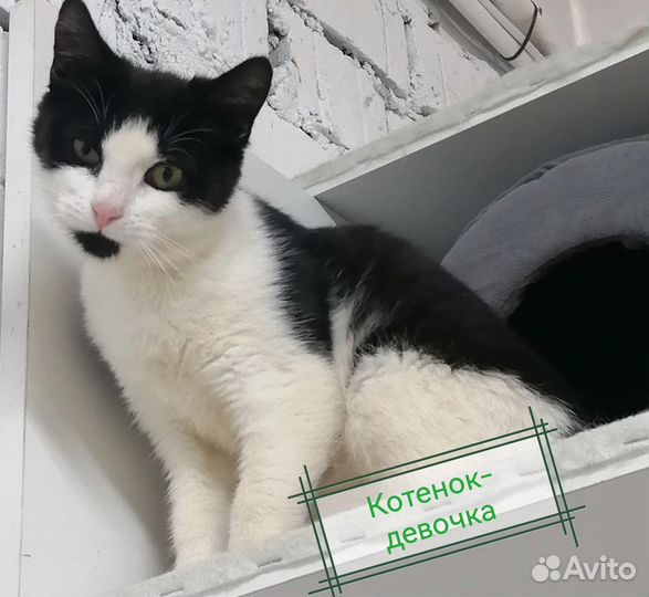 Кошки бесплатно
