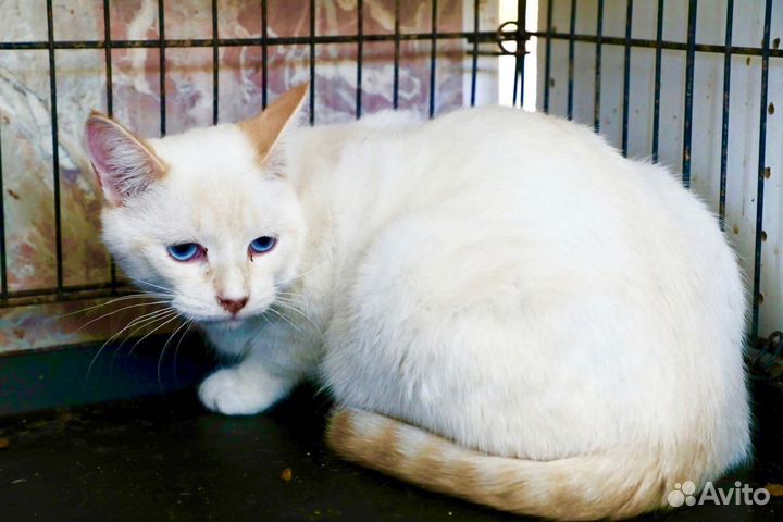 Кокос – голубоглазый красавец в добрые руки