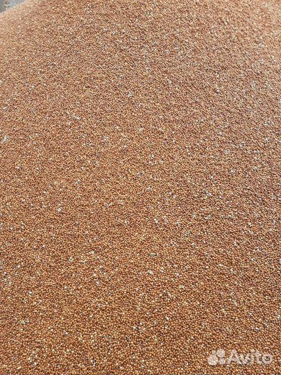 Просо красное