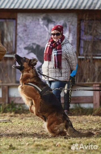Дрессировка собак в Спб / Кинолог