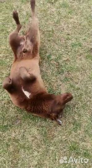 Каштан супер пёс ищет дом