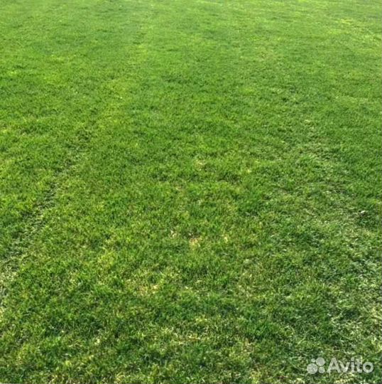 Газон. Рулонный газон