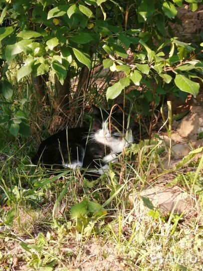 Кот Шурик в добрые руки