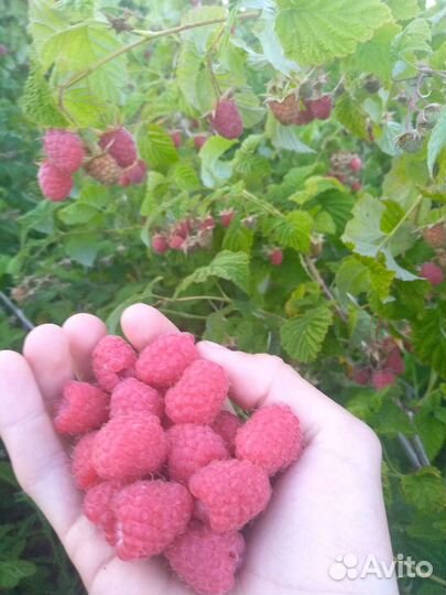 Малина, Ежевика