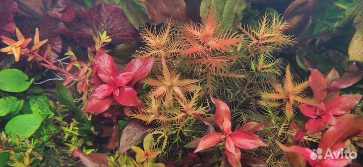 Аквариумные растения