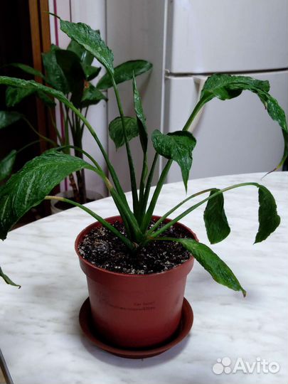 Аглаонемы и спатифилум Даймонда