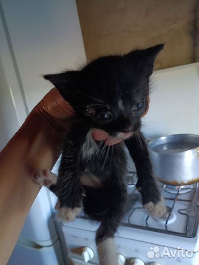 Котята в добрые руки бесплатно