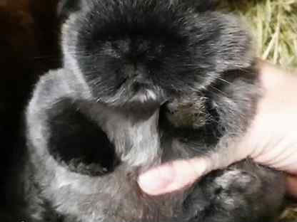 Кролики породы Miniature Lop