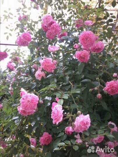 Роза плетистая и кустовая