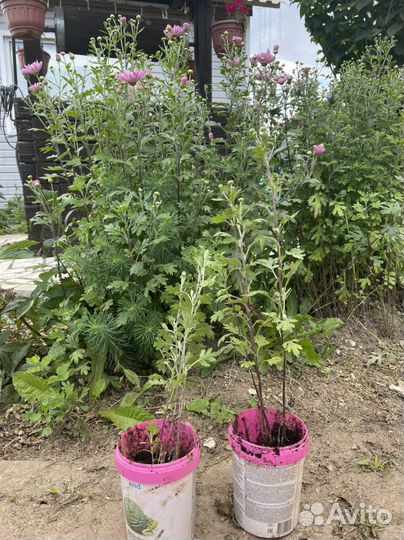 Хризантемы розовые