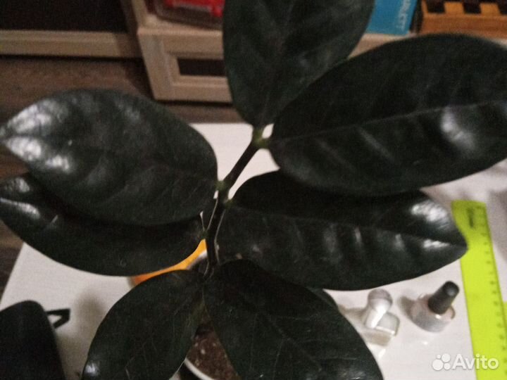 Замиокулькас черный равен